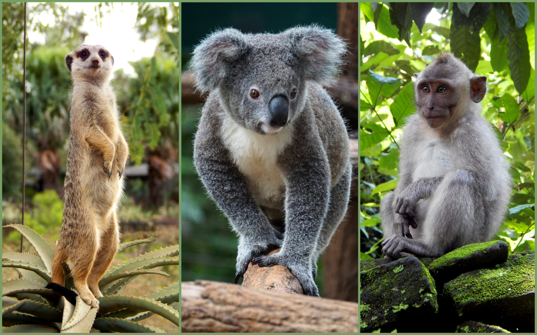 A photo of a meerkat, koala and monkey.