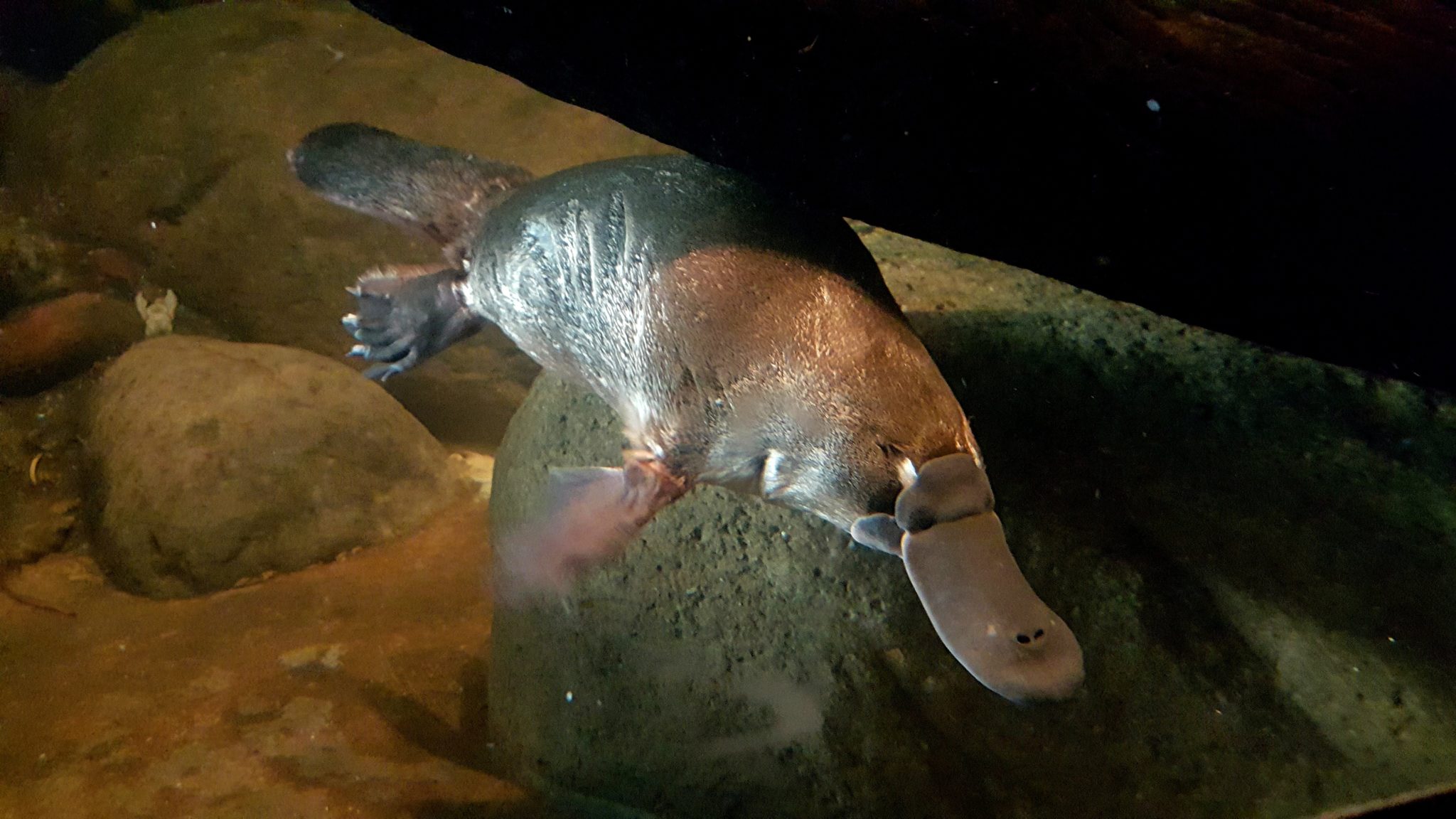 15 Platypus Facts That Will Blow Your Mind - Sightseeing Scientist