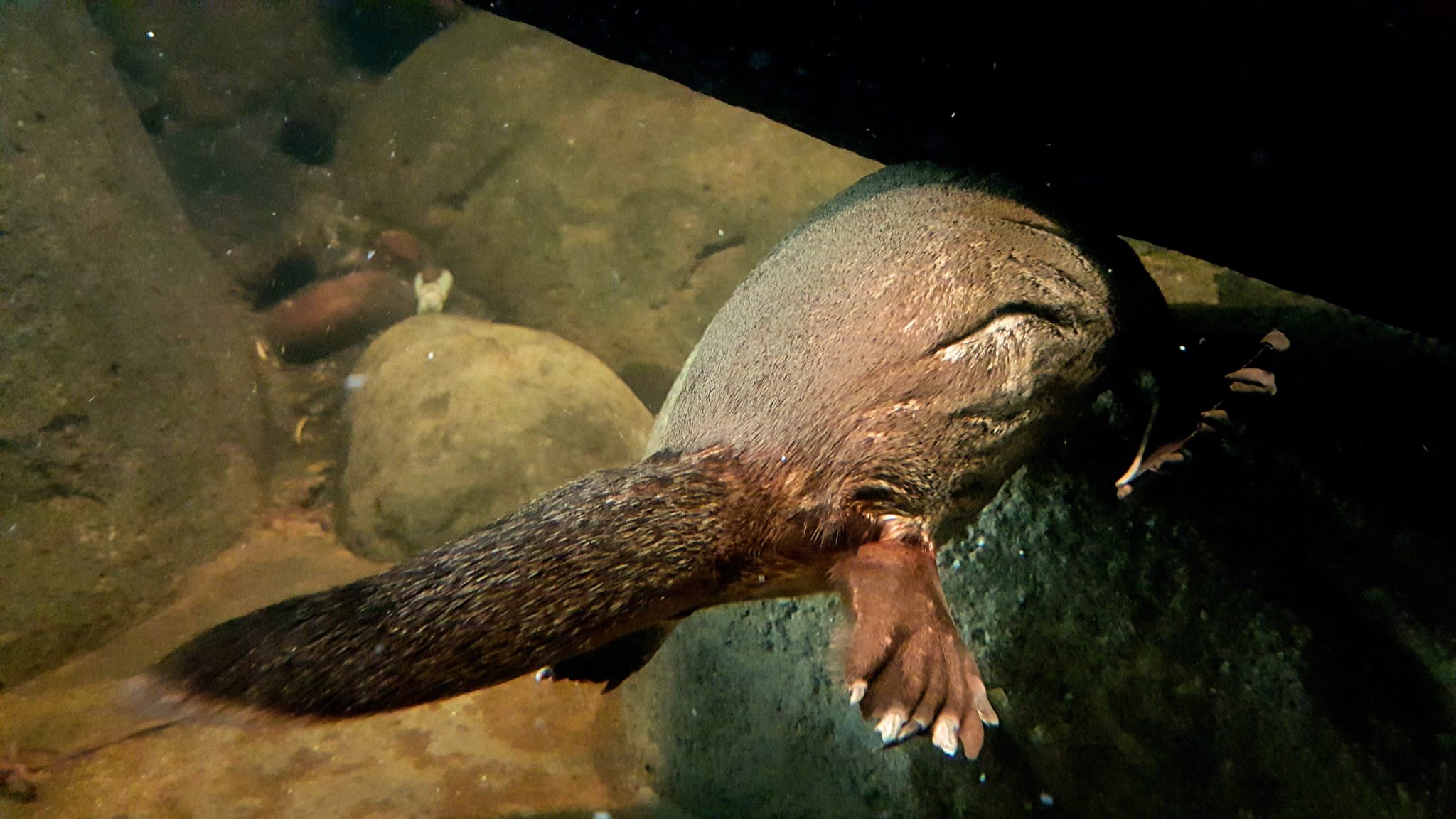 The platypus has webbed feet for swimming and a tail like a beaver.