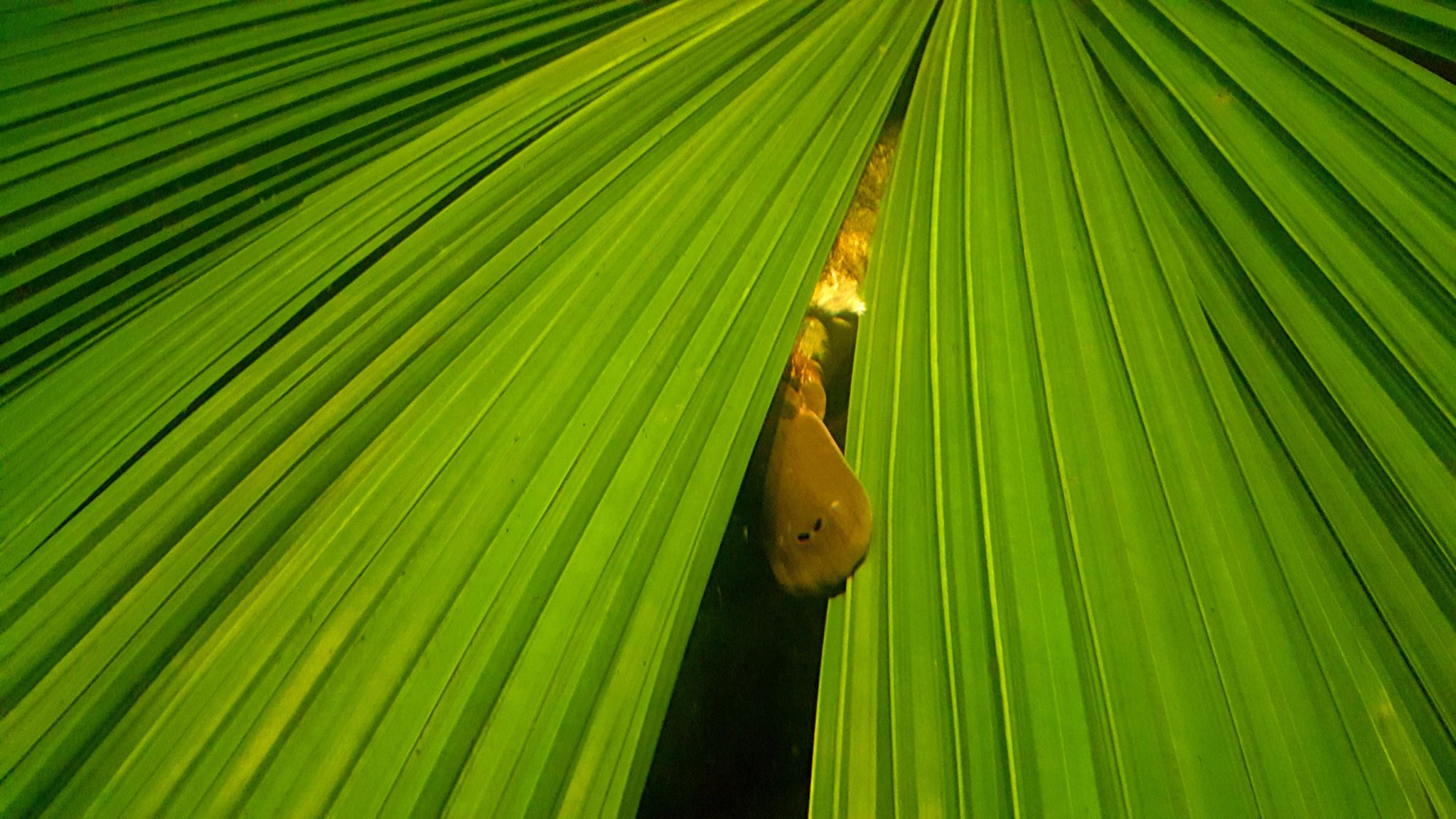 A playful male platypus peeking through a plant.