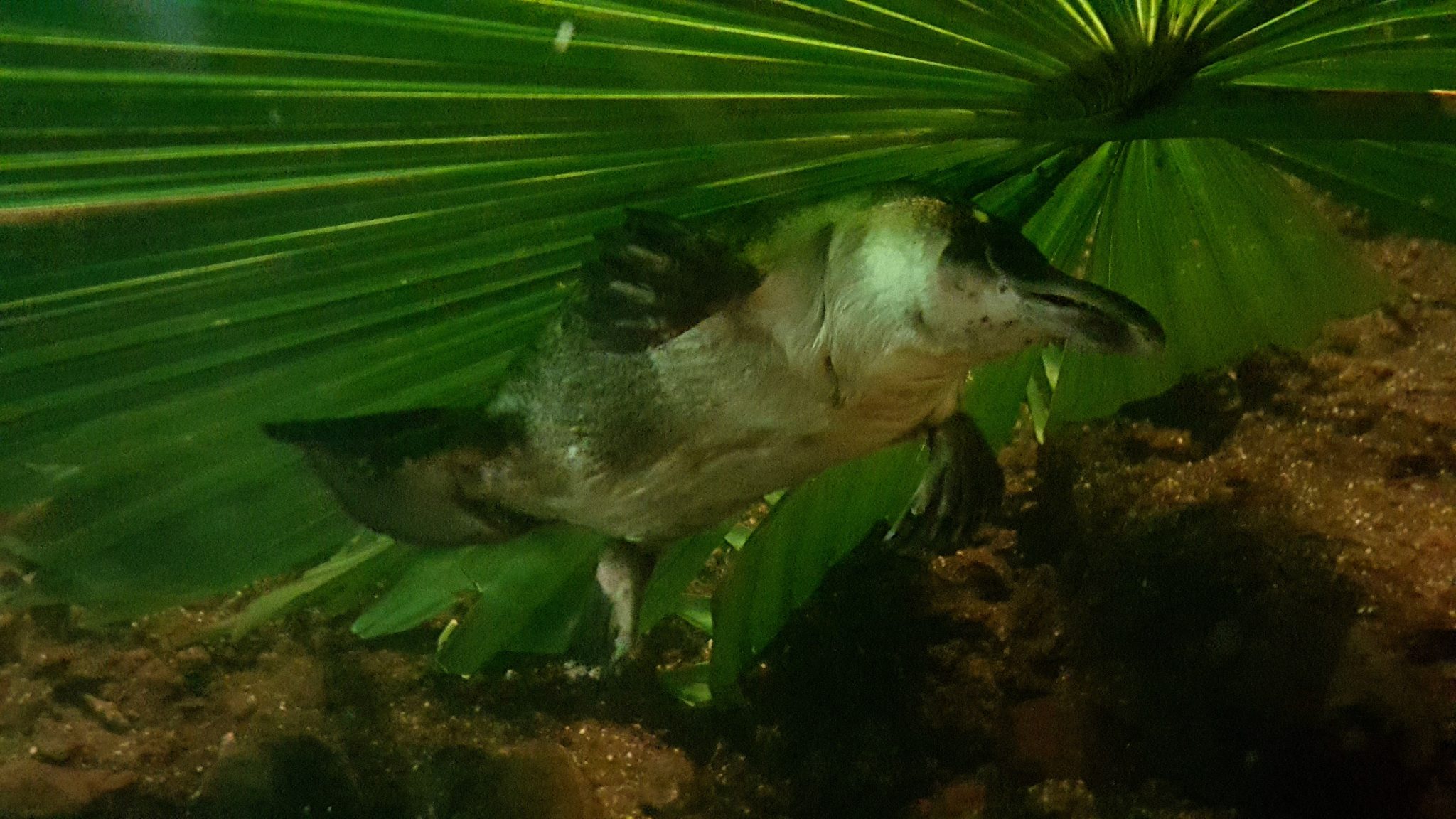 Platypus fur in lighter on the ventral side.