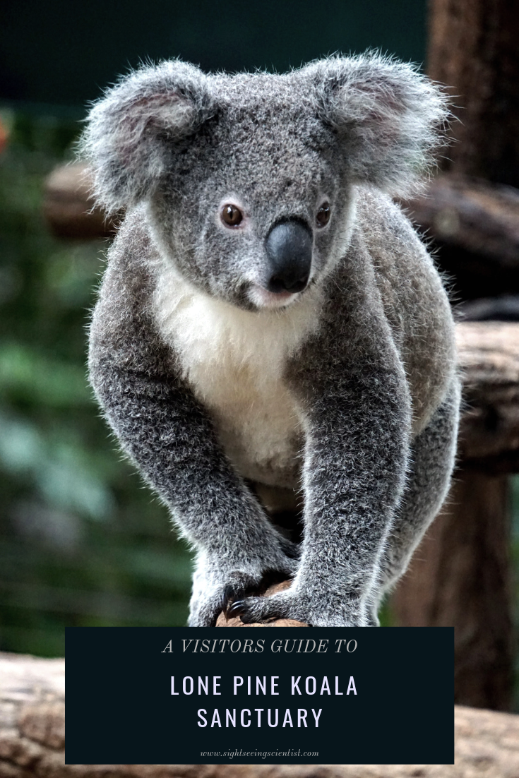 Lone Pine Koala Sanctuary pin.