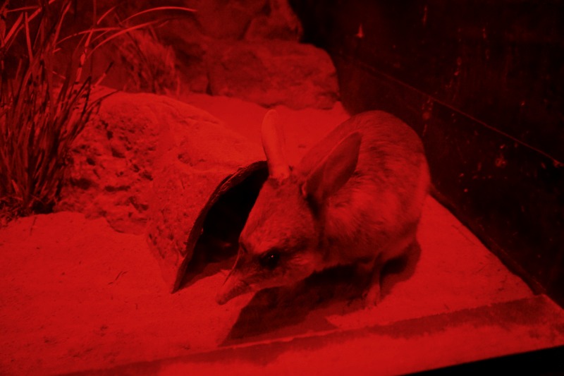 A bilby in the Nocturnal House.