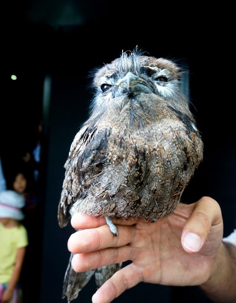 A tawny frogmouth at David Fleay Wildlife Park.