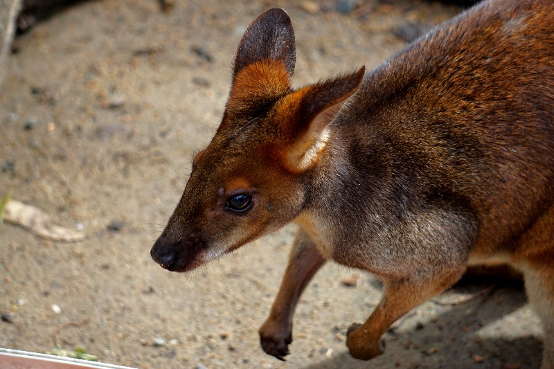 Feeding the wallabies at David Fleay Wildlife Park.