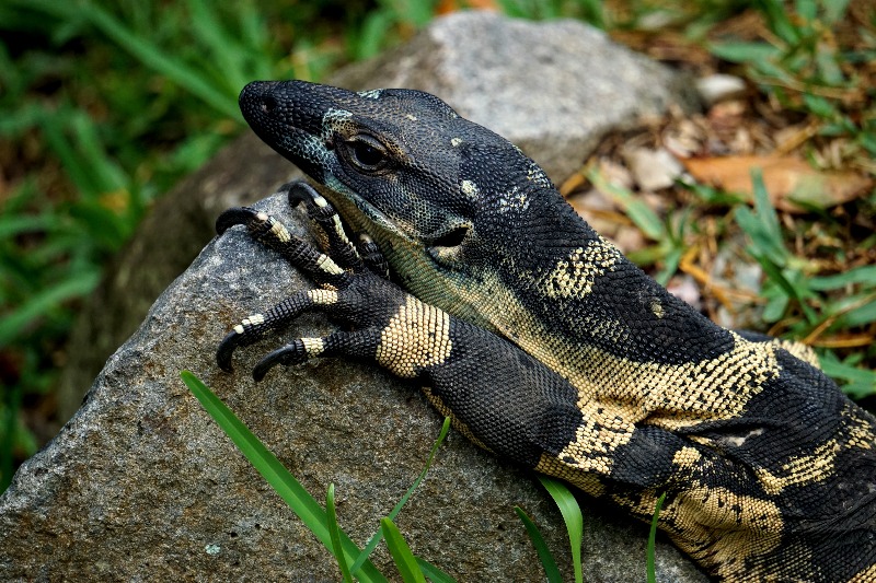 A lace monitor.