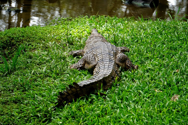 A crocodile relaxing on the grass.