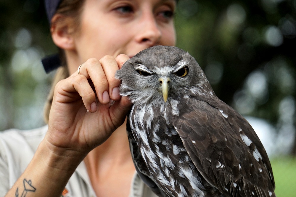 Say hello to the birds after the Free Flight Raptor Show at Lone Pine Koala Sanctuary.