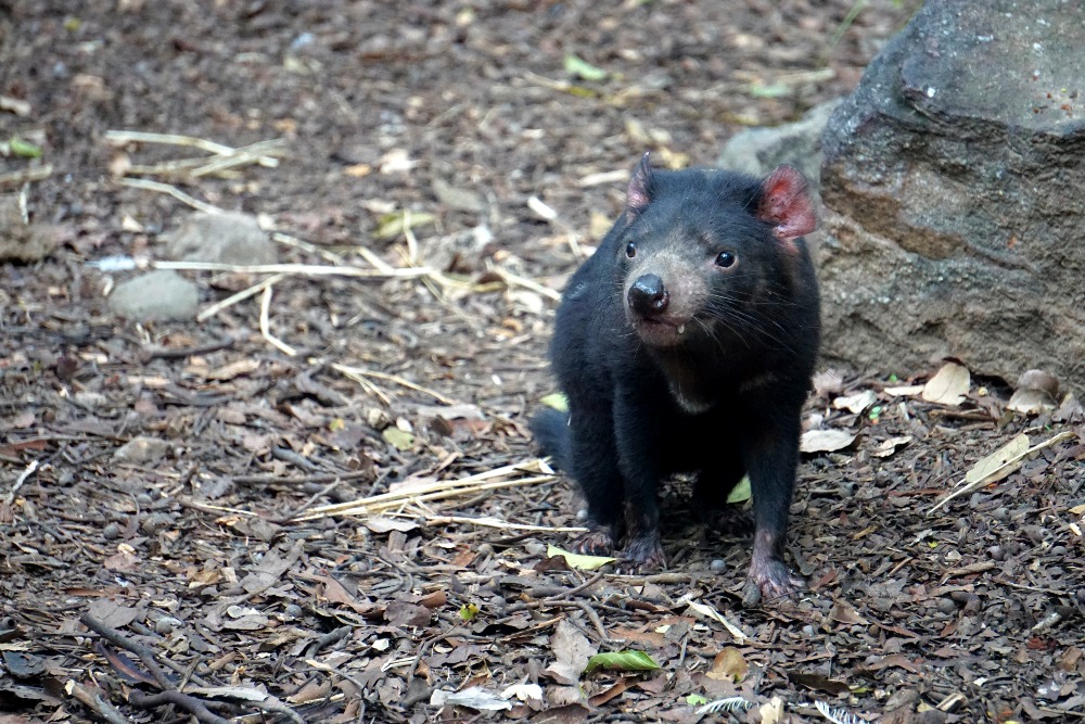 A Tasmanian devil in her enclosure at Lone Pine Koala Sanctuary.