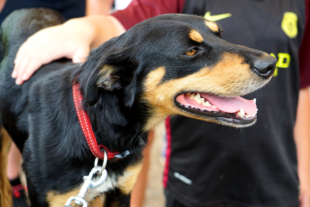 Meet a kelpie at the sheep dog show.