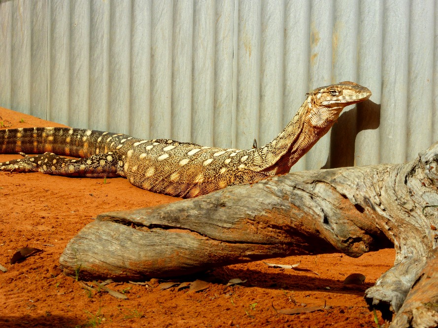 Australia's biggest lizard, the perentie.