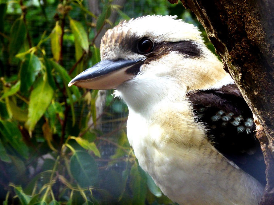 A laughing kookakurra.