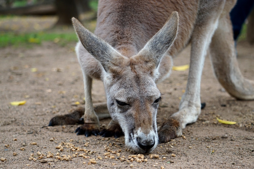 Freeding a kangaroo.