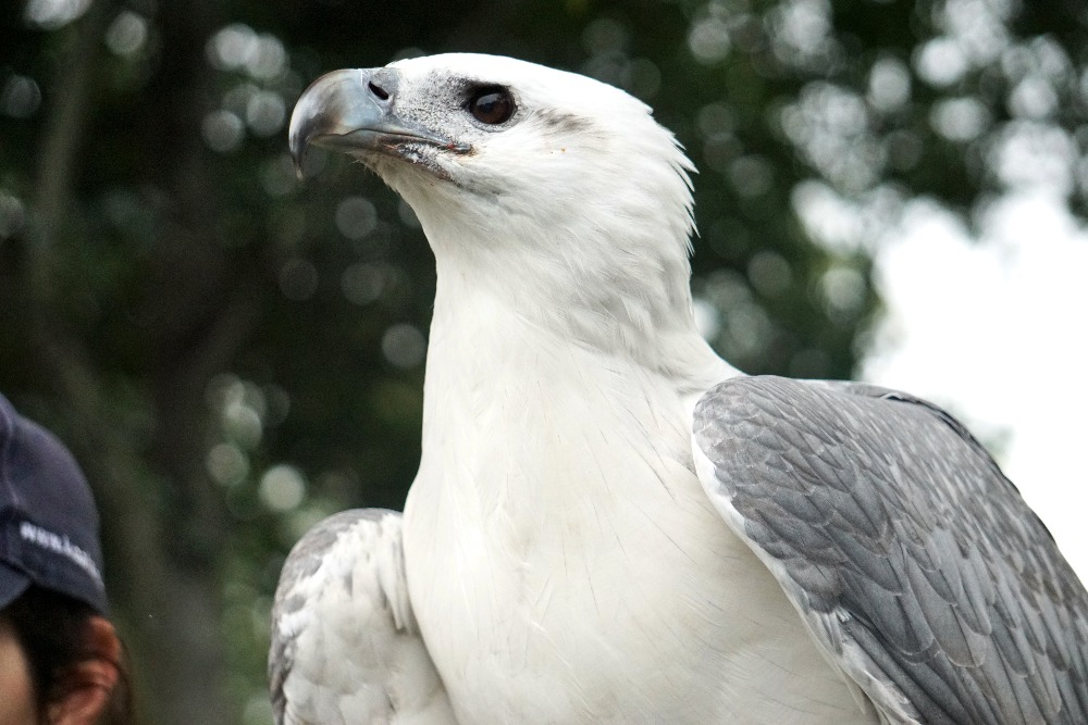 White-bellied Sea Eagle at Lone Pine Koala Sanctuary.