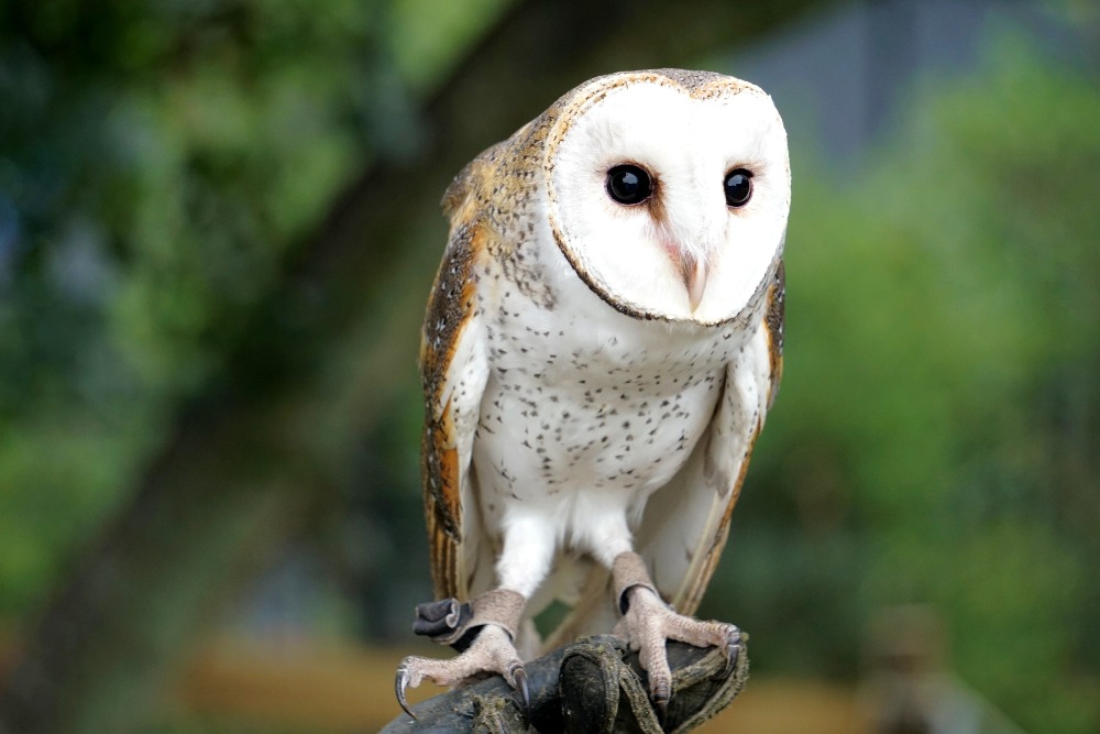 A barn owl at Lone Pine Koala Sanctuary.