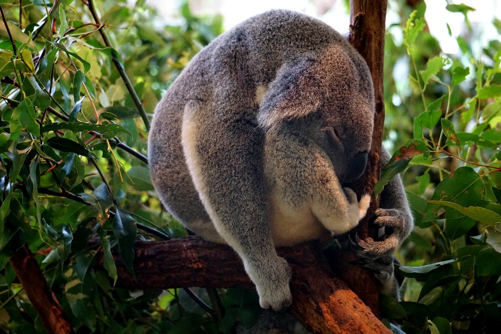 A sleeping koala at Lone Pine Koala Sanctuary.