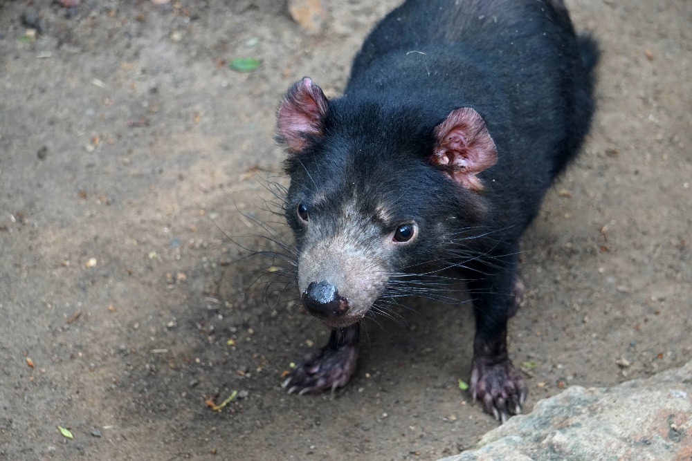 Tasmanian devil.