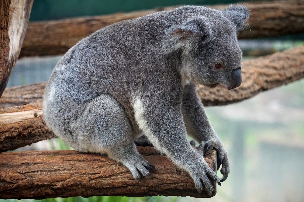 A koala at Lone Pine Koala Sanctuary.